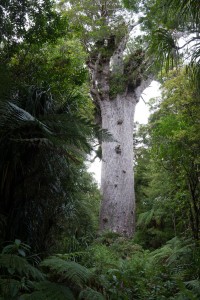 Tane Mahuta